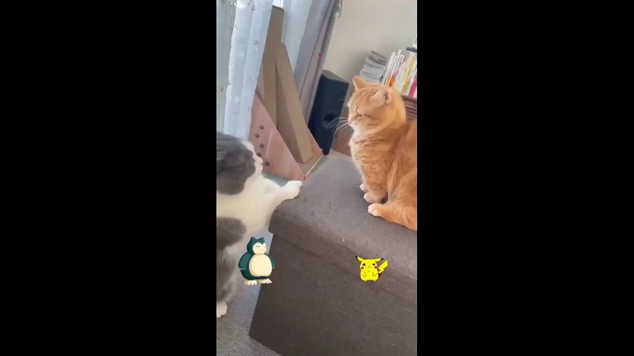 cat fight