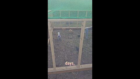 june of 25', the girls love the long daylight hours