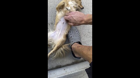 Belly scratching dog
