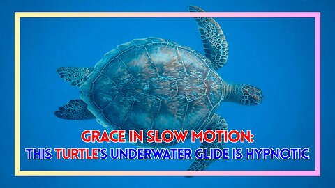 Grace in Slow Motion: This Turtle’s Underwater Glide Is Hypnotic