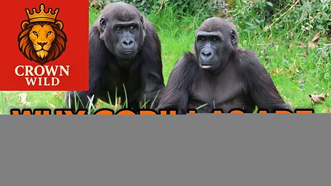 Why Gorillas are so strong 💪