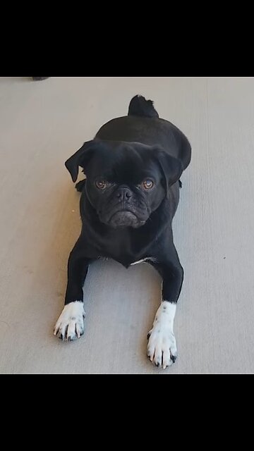 Say Hello to Arlo 🦴