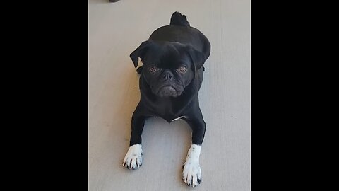 Say Hello to Arlo 🦴