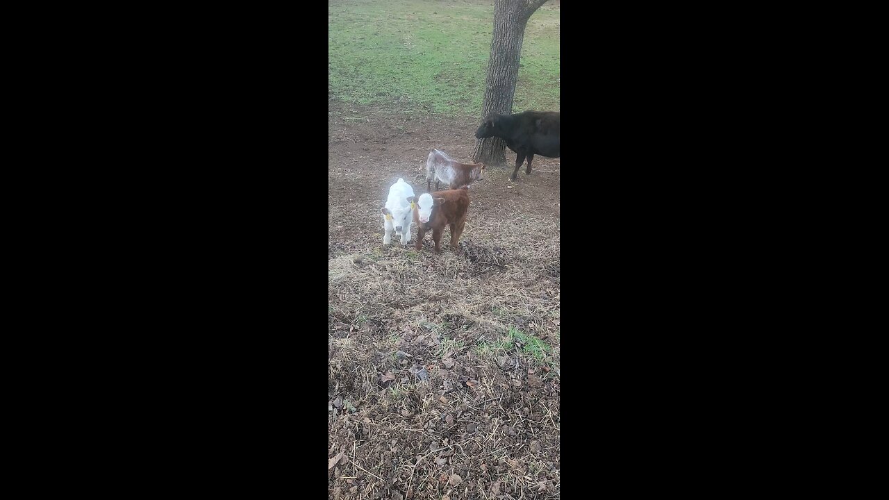 Three Shorthorn Plus Steer Calves Under 4 Weeks Old 🐄