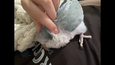 Talking Parrot Boba