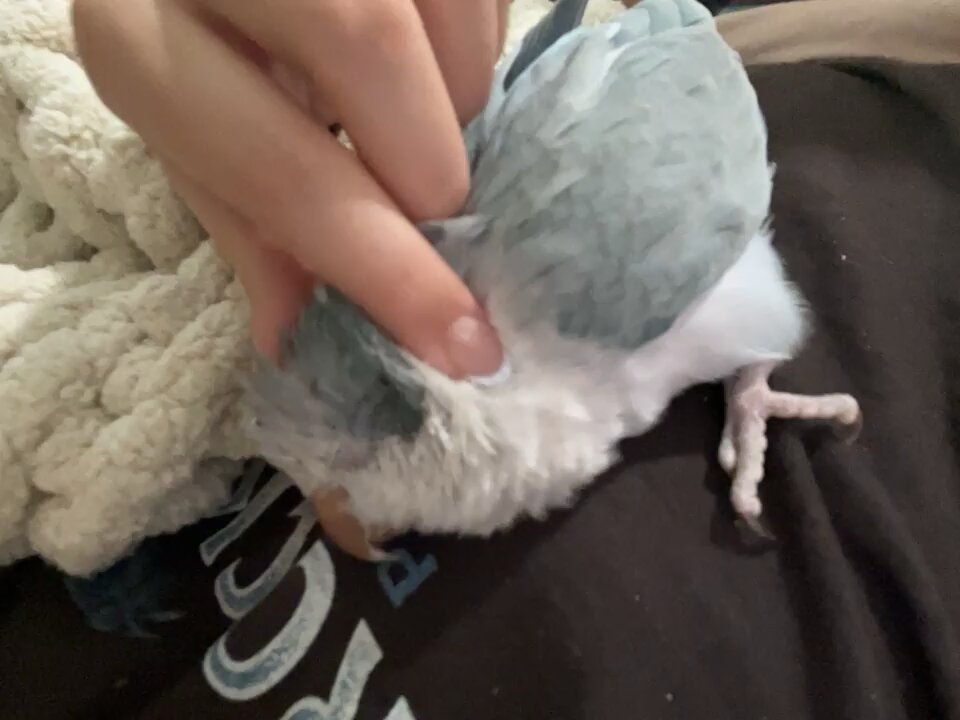 Talking Parrot Boba
