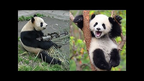 😂 FUNNY PANDA VIDEOS [TRY NOT TO LAUGH] BEST PANDA VIDEOS COMPILATION 🐼 FUNNY ANIMAL CLIPS