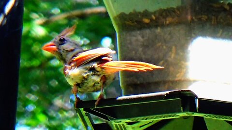 Cardinal