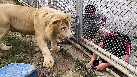 New Funny Animals 😂 Funniest Cats and Dogs Videos 😺🐶 Part 149