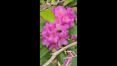 Feasting Bee Digging In
