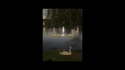 #4 Swan 🦢 Lake at Night 🫶