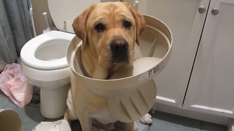 Puppy Can’t Stop Being Funny 🐶😂 | Short Dog Clip