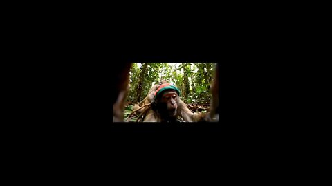 Rasta Monkey trying na escape from baby mama.
