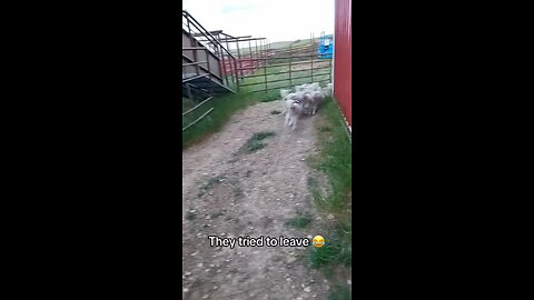 Dog & Cat Compilation