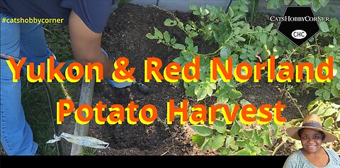 SUCCESSFUL Potato harvest - Yukon Gold & Red Norlands - #catshobbycorner