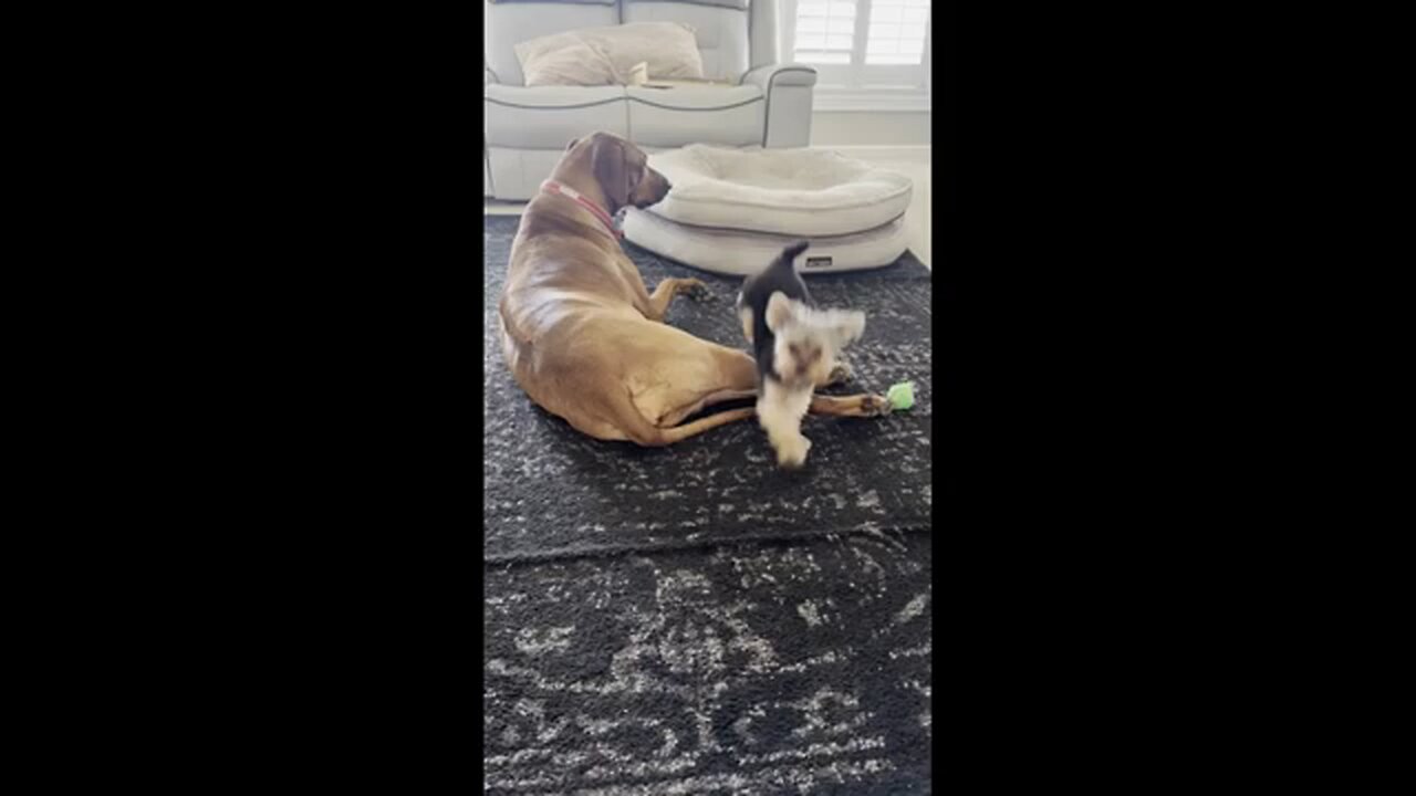 Dog