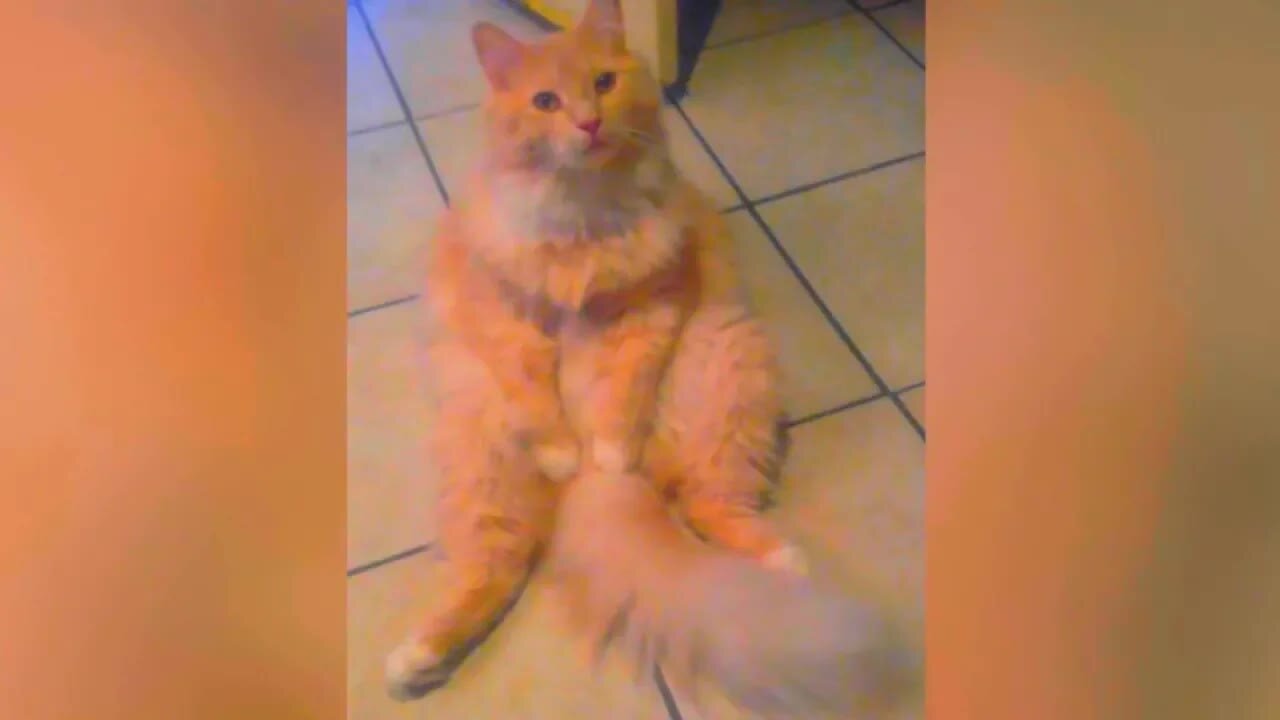 GARFIELD - CATS are the BEST! - They are something special :)