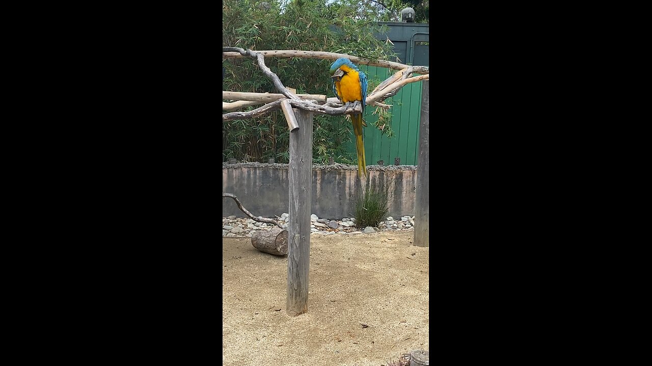 Blue-and-yellow Macaws 🦜 #macaws #macaw #shorts #followme #trending #viral