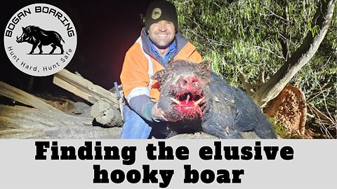 Finding the elusive hooky boar