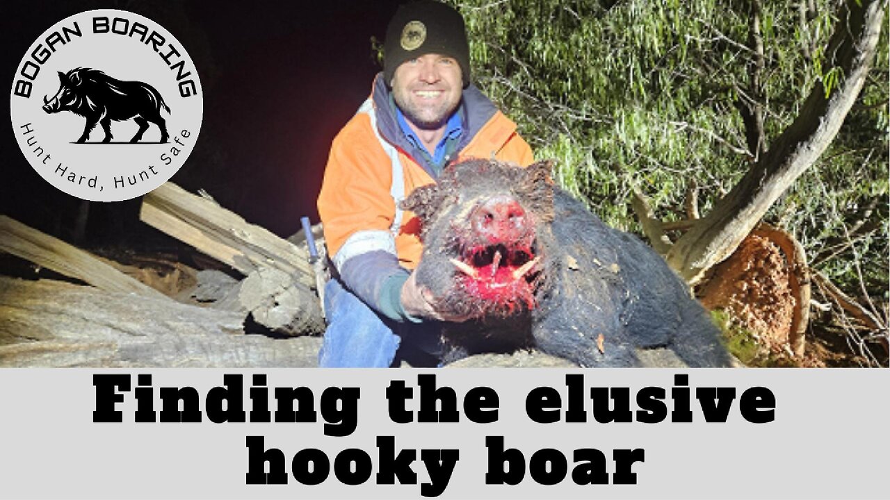 Finding the elusive hooky boar