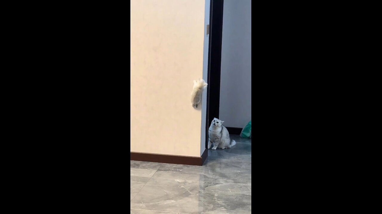funny cat