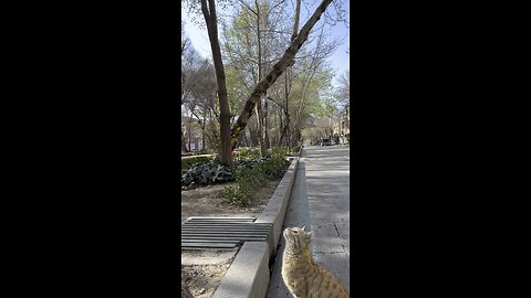 An orange male cat trying to flirt with a female cat.