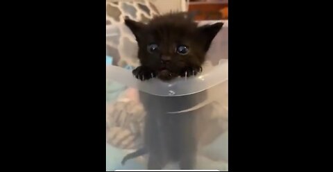 Woman Thought She Found A Kitten..... Until It Grew UP!!!