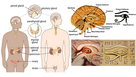 Animal Form and Function: Hormonal Control
