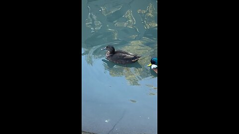 Mallard Ducks 🦆 #mallardducks #ducks #duck #swimming #shorts #viral #followme #trending