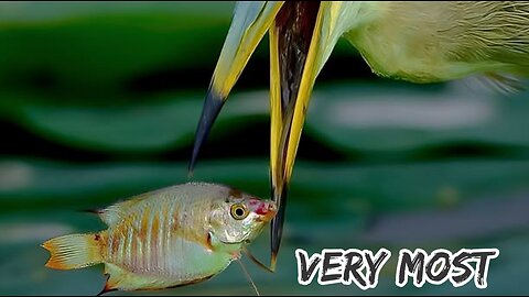 Very most. A powerful bird swallowed a live fish in one go. Very dangerous birds USA