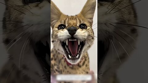 The cop saved the serval and tried to tame it