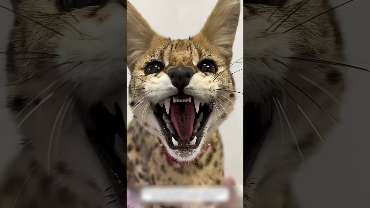 The cop saved the serval and tried to tame it