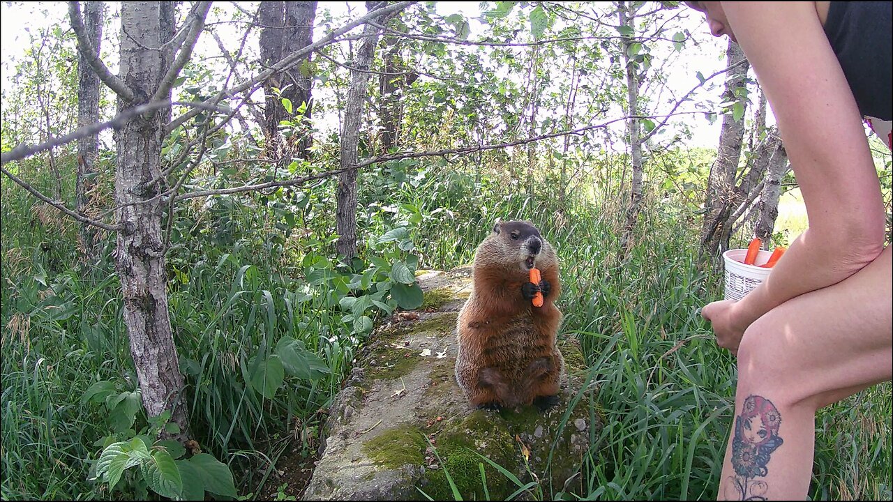 Hand-Feeding a Woodchuck!