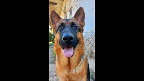 Smart German Shepherd