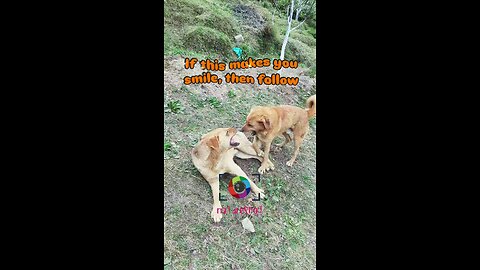 Pure joy. No rules. Just play 🐾