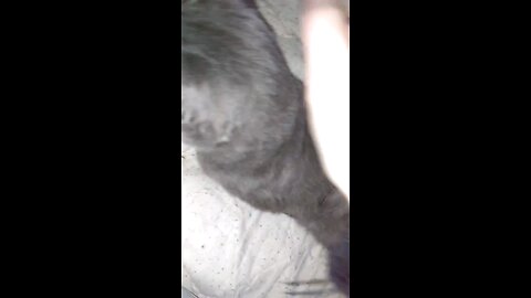 my cat windigo