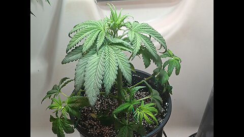 Fruity pebbles week 4 day 3