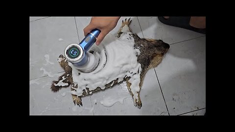 marmot gets to experience the foam maker