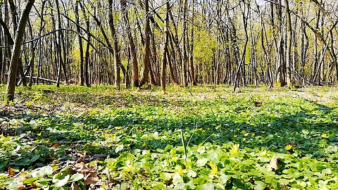 Trees In The Woods And Wildflowers At Daytime