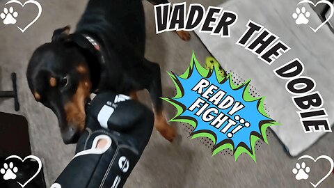 Doberman Boxing Championship 🥊 | Vader vs. The Challenger