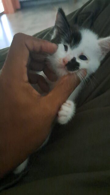 Our new kitten in Malaysia.🇲🇾💝🇧🇩