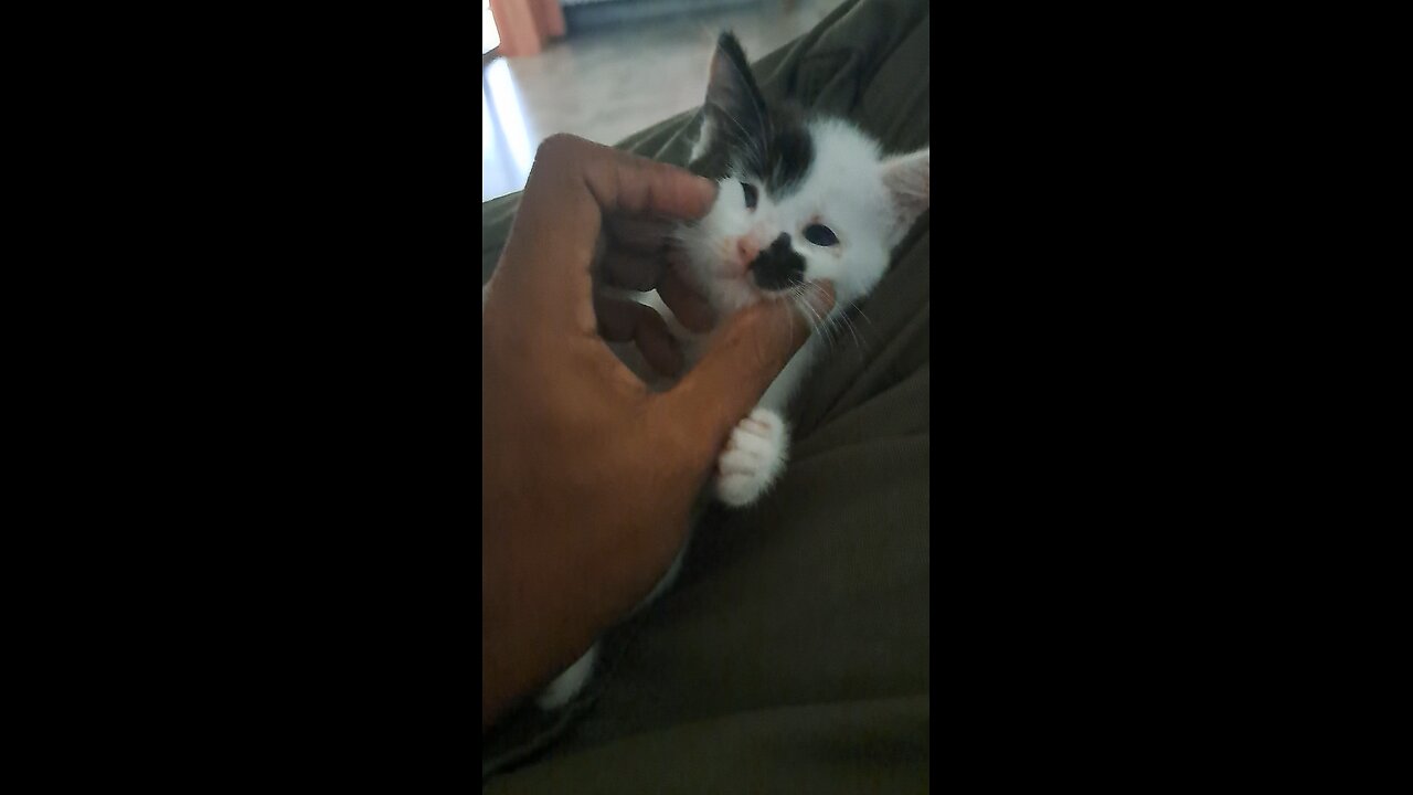 Our new kitten in Malaysia.🇲🇾💝🇧🇩