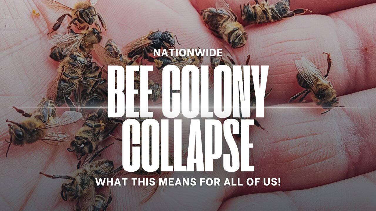 The Bee Crisis That Could Empty Your Wallet