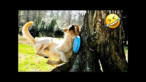 Funny Dogs And Cats Videos 2024 😅- Best Funnies Animal Videos (Over 1 Hour) #10