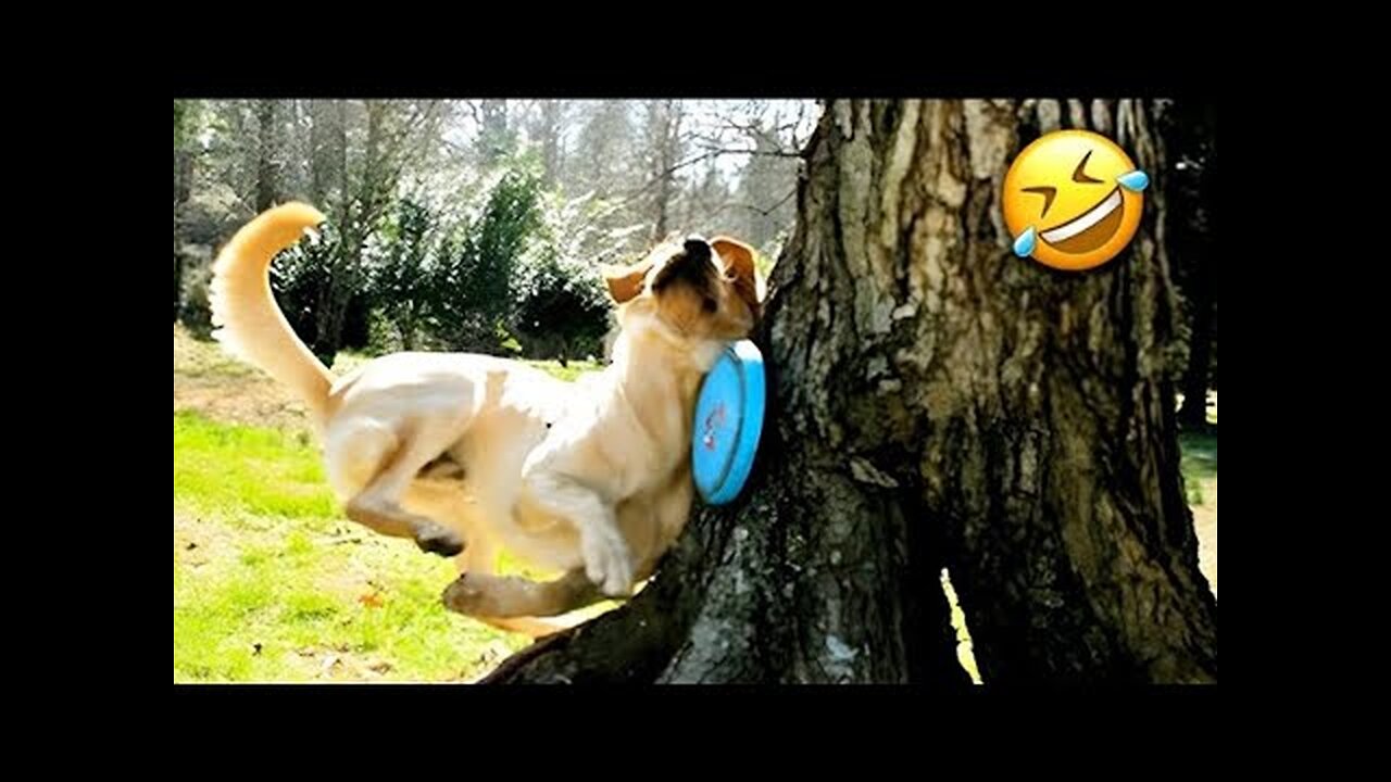Funny Dogs And Cats Videos 2024 😅- Best Funnies Animal Videos (Over 1 Hour) #10