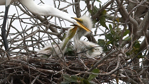 Day 3 Sibling Rivalry: Baby Egrets Get Fed… and a Snake Surprise!