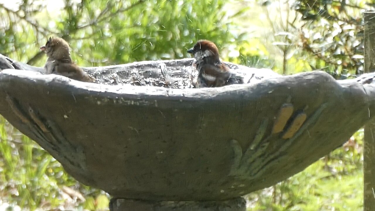 Bird Bath