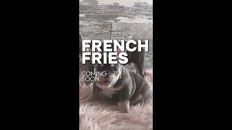 Funny moments of French Bulldog Puppies