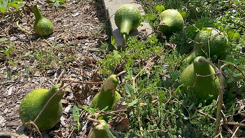 Gourds Garden