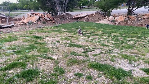 Bingo loves to play